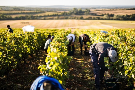 Harvest Centre-Loire