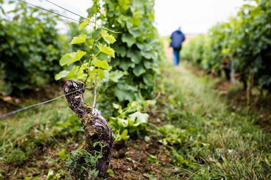 Vignes Centre-Loire