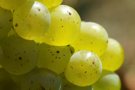 Sauvignon Centre-Loire