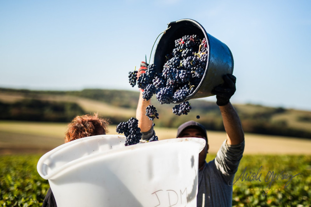 Centre-Loire harvest