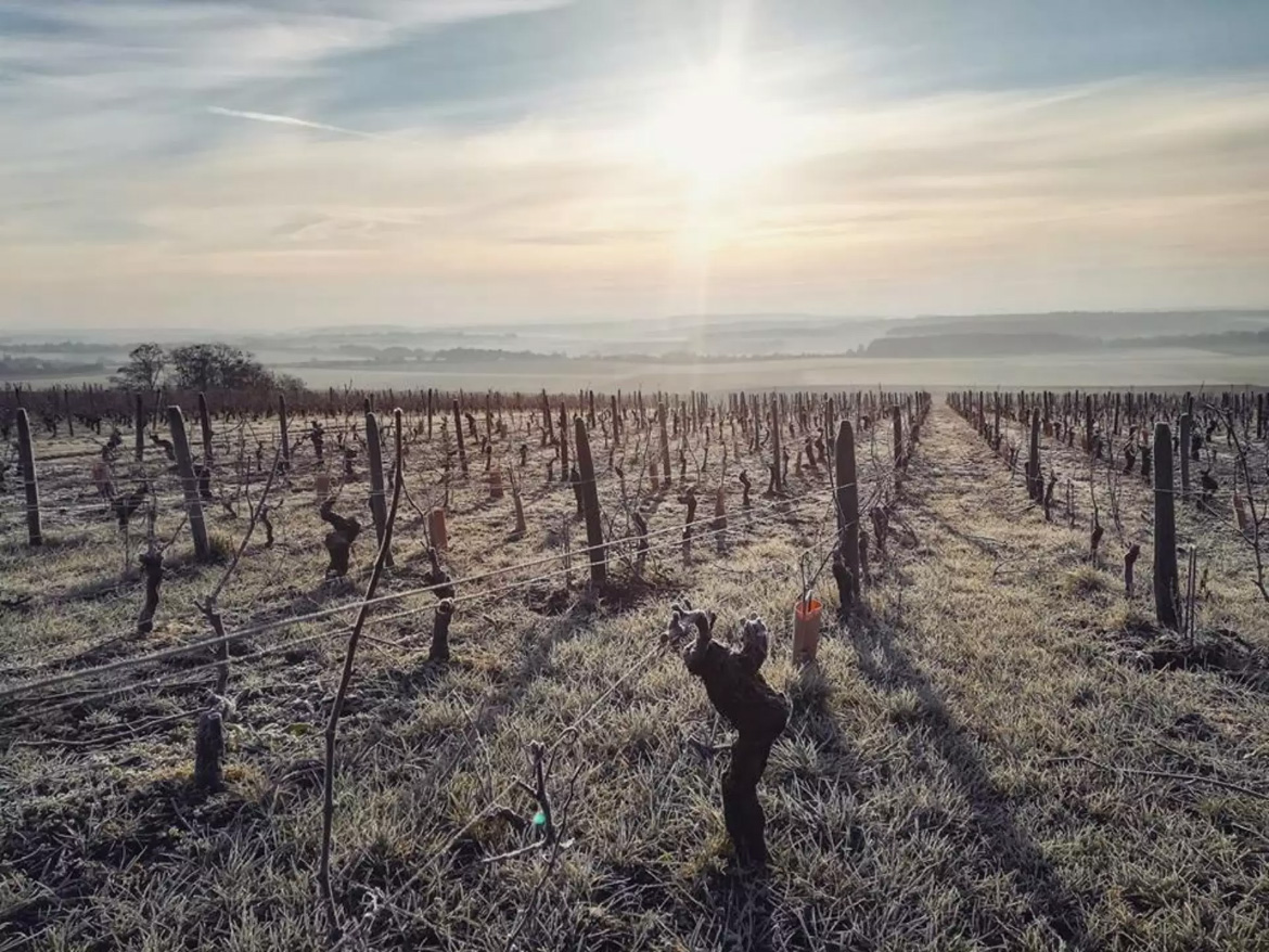 vineyards Centre-Loire winter