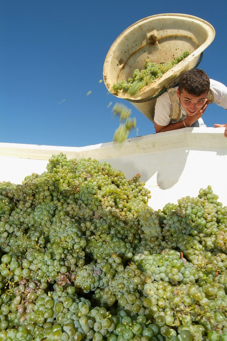 wine harvest